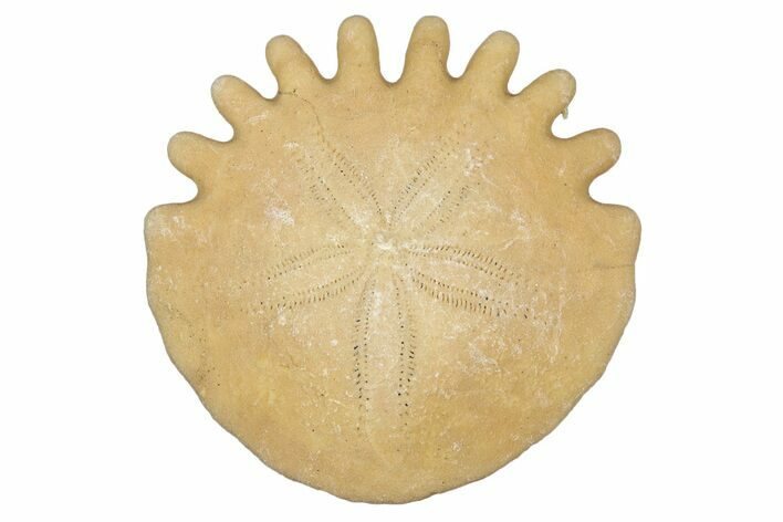 Fossil Sand Dollar (Heliophora) - Boujdour Province, Morocco #347920